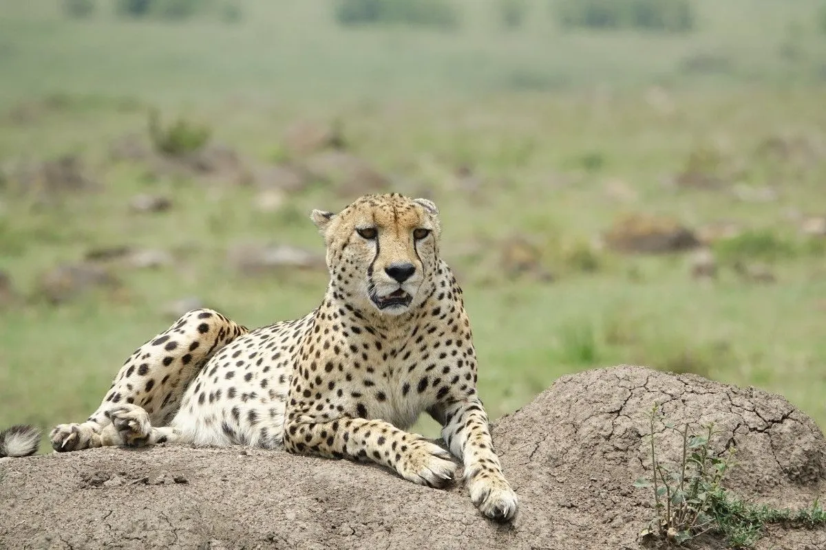 Nairobi City Tour and Short Excursions Private Safari 